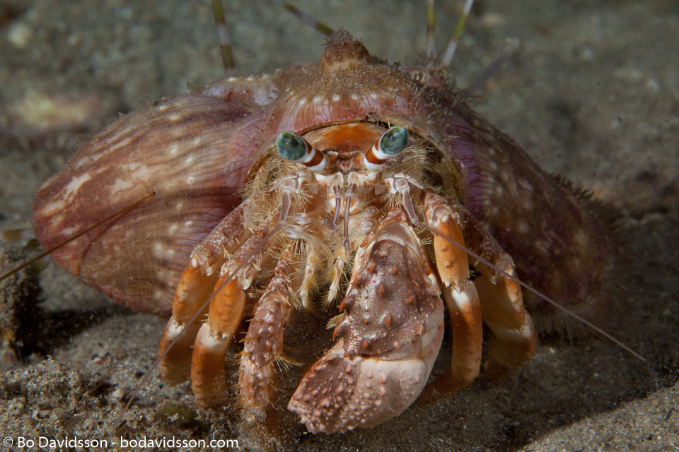 BD-140314-Padre-Burgos-2144-Dardanus-gemmatus-(H.-Milne-Edwards.-1848)-[Jeweled-anemone-hermit-crab].jpg